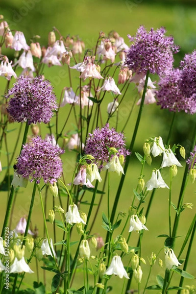 Obraz Alium