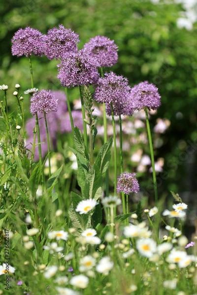 Obraz Alium