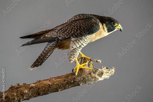 Fototapeta Peregrine Falcon perched on branch with plain gray background