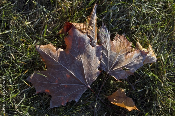 Fototapeta Leaves in the frost.