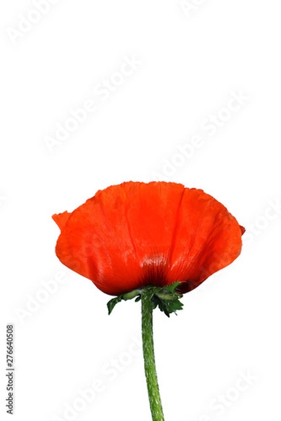 Fototapeta One red poppy isolated on white background. Symbol of memory, love and passion