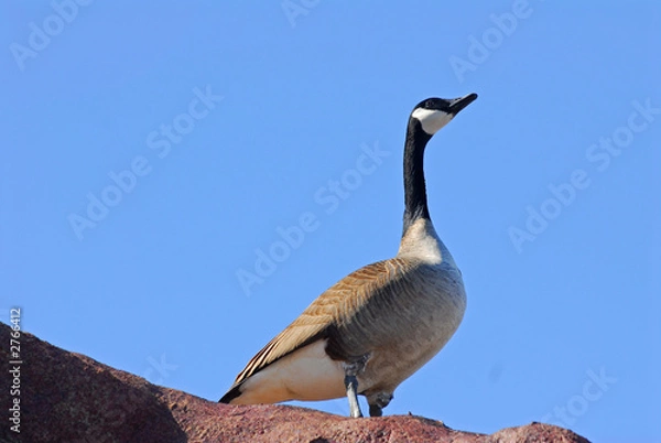 Obraz canadian geese