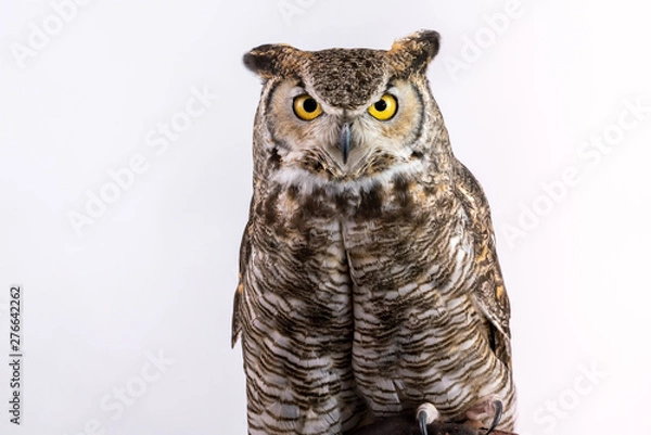 Obraz Great Horned Owl on Plain Background Isolated
