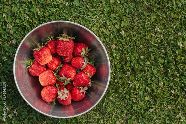 Fototapeta  large ripe strawberries in a metal bowl on the background of grass