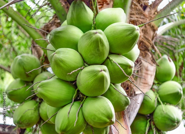 Obraz green coconut at tree