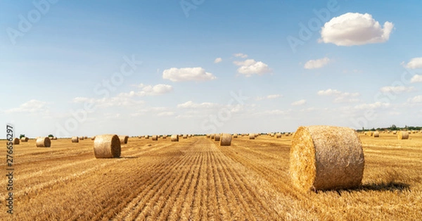 Obraz haystacks lie on a field harvesting