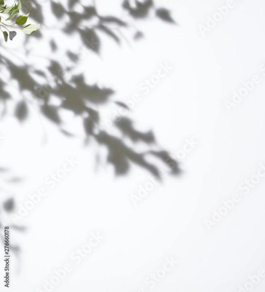 Obraz White background tree leaf shadow