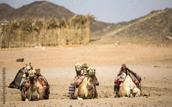 Obraz camels in the desert
