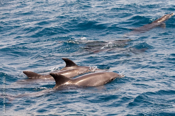 Obraz dolphin in blue water