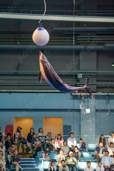 Fototapeta ジャンプするイルカ
