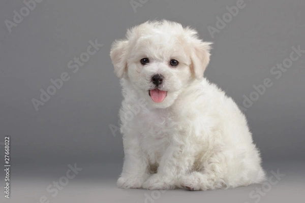 Obraz Bichon Frise puppies