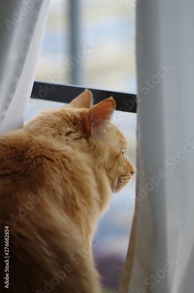 Fototapeta 窓辺の猫