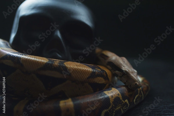 Fototapeta snake wrapped black skull on black background, Python settled and human skull, tongue sticking out