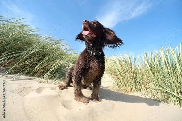 Obraz beach spaniel