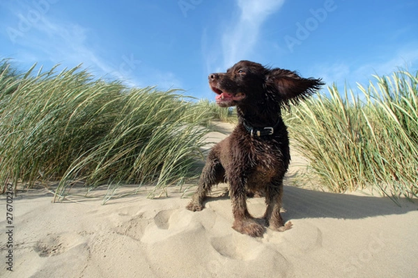 Obraz beach spaniel