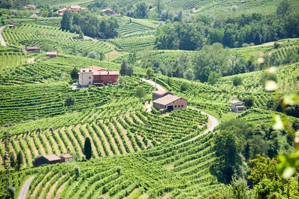 Fototapeta Treviso, Italy, 06/23/2019, View of the  Conegliano area famous for the production of prosecco wine, from the Col Vetoraz hill. Here the cultivation is 100% vineyard.