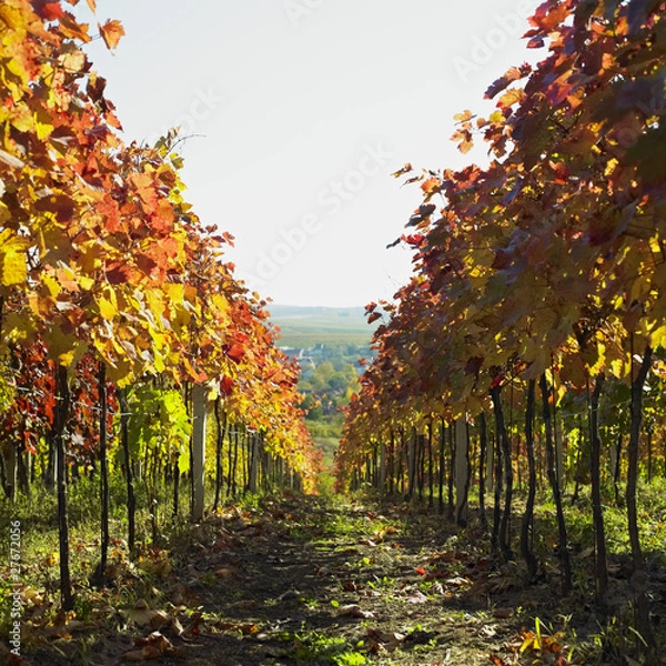 Fototapeta vineyard, Czech Republic