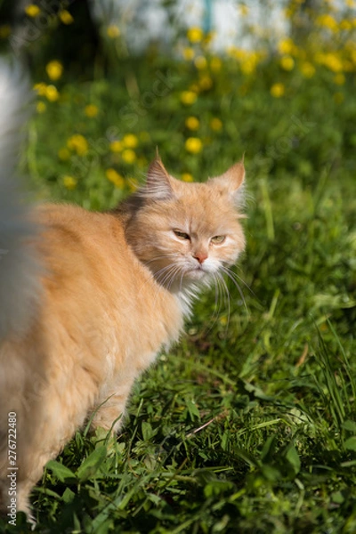 Obraz пушистая рыжая кошка обернулась и смотрит на фоне зеленой лужайки