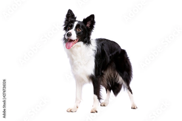 Fototapeta black and white border collie dog