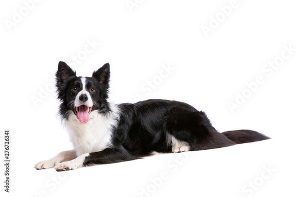 Obraz black and white border collie dog