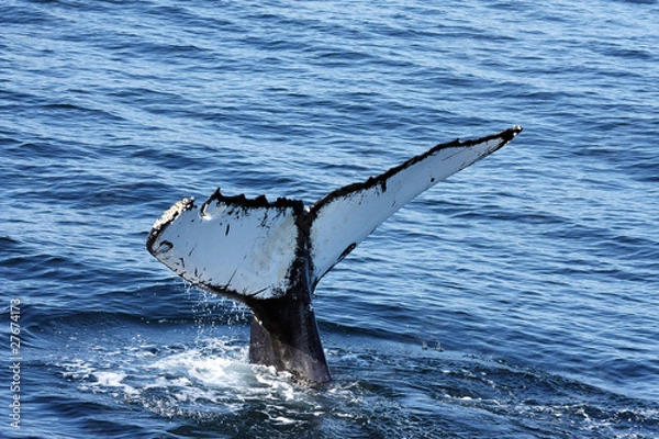 Obraz whale