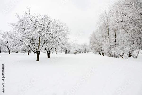 Fototapeta Trees in park covered by snow