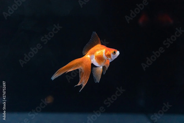 Fototapeta 金魚
