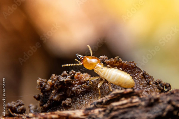 Fototapeta Selective focus of the small termite on decaying timber. The termite on the ground is searching for food to feed the larvae in the cavity.
