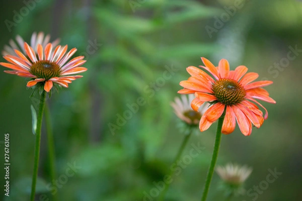 Fototapeta Sonnenhut