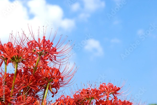 Obraz マンジュシャゲの花と空