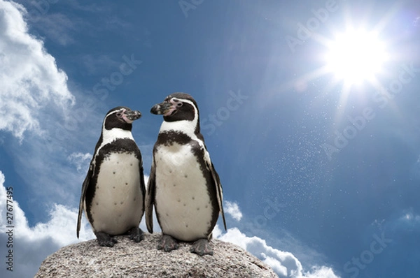 Obraz pinguin himmel