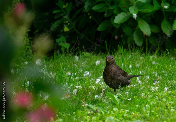 Obraz Vogel Amsel Garten