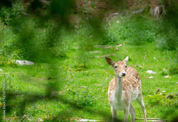 Obraz Reh Kiz im Wald