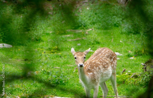 Obraz Reh Kiz im Wald