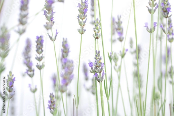 Fototapeta Lavender flowers isolated on white background