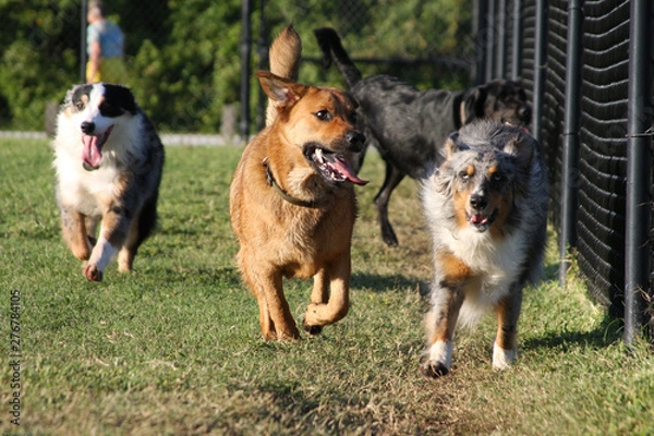 Obraz Mixed pack of happy dogs running in a dog park.