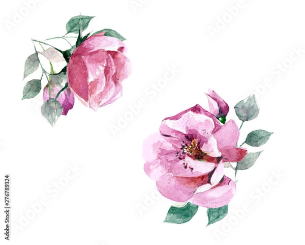 Fototapeta Hand-drawn flower watercolor illustration. Set of delicate rose branch with flowers isolated on white background. Illustration for design, background or print.