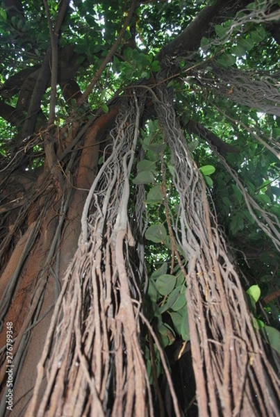 Fototapeta rain forest