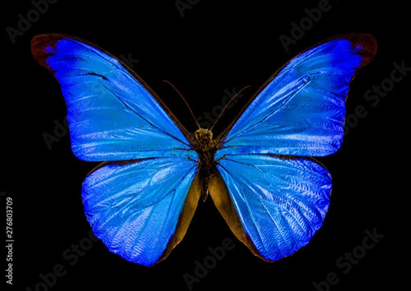 Obraz butterfly morpho rhetenor on black background