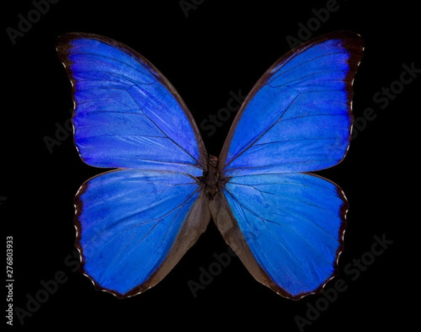 Obraz Blue butterfly Morpho didius on black background