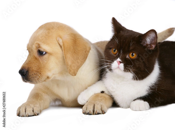Fototapeta British cat and puppy labrador.