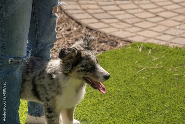 Fototapeta Young merle austrailan shepherd hiding behind owner
