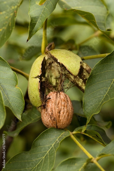 Fototapeta Ripe walnut ready to fall from tree