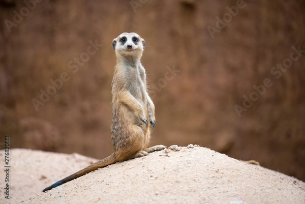 Obraz słodka surykatka (Suricata suricatta)