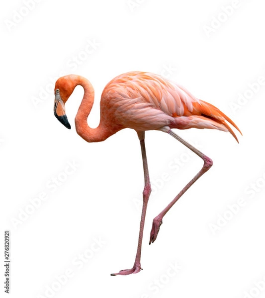 Fototapeta ptak flaming amerykański (Phoenicopterus ruber) na białym tle