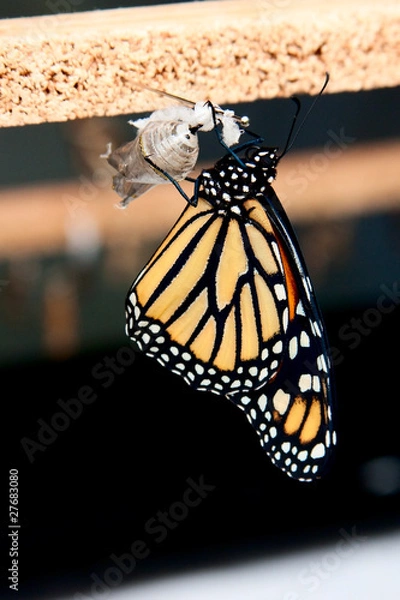 Fototapeta Butterfly morphing