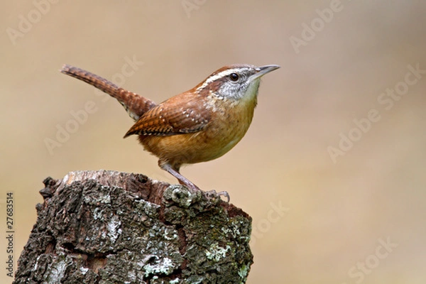 Fototapeta Carolina Wren (Thryothorus ludovicianus)