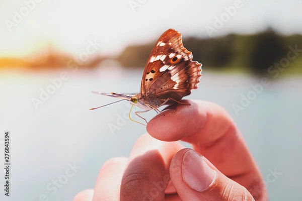 Obraz butterfly on hand