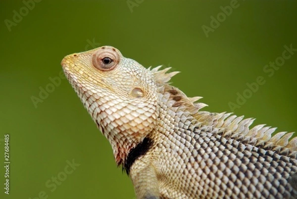 Fototapeta Caméléon