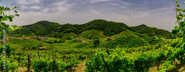 Fototapeta Panorama of the vineyards of Prosecco vineyards